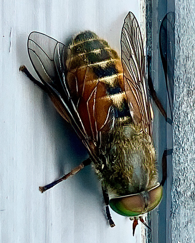 Tabanus sudeticus